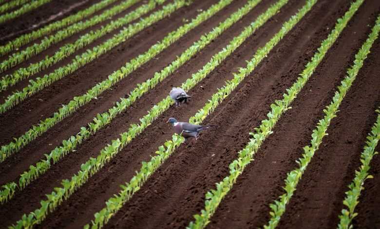 vegetables, seedlings, field