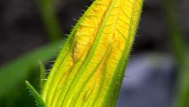 zucchini, plant, flower