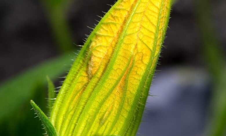 zucchini, plant, flower