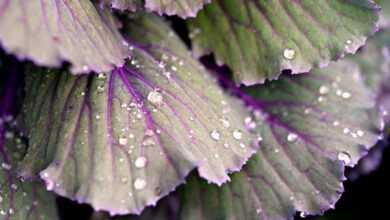 cabbage, leaves, nature