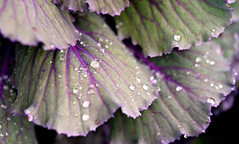 cabbage, leaves, nature