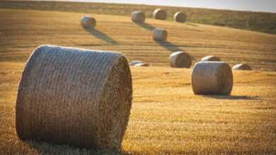 harvest, straw bales, straw, barley, nature, landscape, round balls, summer, yield, agriculture