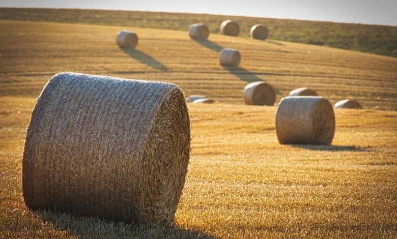 harvest, straw bales, straw, barley, nature, landscape, round balls, summer, yield, agriculture