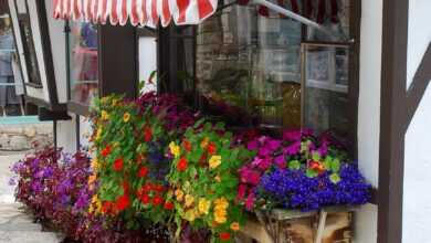 window box, awning, nature, plant, tudor, exterior, window, europe, awning, awning, awning, awning, awning