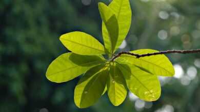 green leaves, leaves, foliage