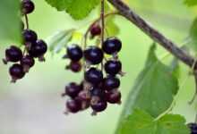 fruit, berry, fresh, black currants, gooseberry family, branch, vitamins, healthy, food, edible berries, shrub, hanging grapes, plant, red currant, black currant panicle, panicle, nature, ribes nigrum