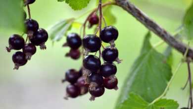 fruit, berry, fresh, black currants, gooseberry family, branch, vitamins, healthy, food, edible berries, shrub, hanging grapes, plant, red currant, black currant panicle, panicle, nature, ribes nigrum