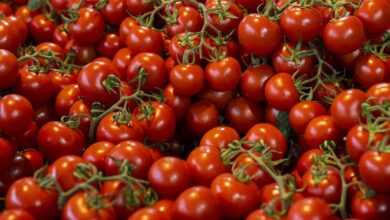 tomatoes, cherry tomatoes, desktop backgrounds