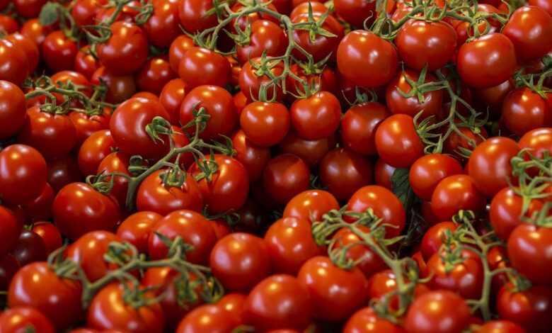 tomatoes, cherry tomatoes, desktop backgrounds