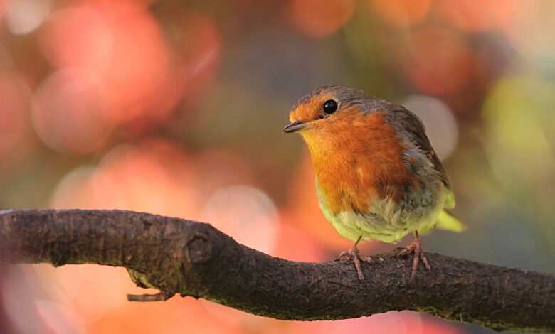 robin, bird, on ast, in the garden, nature, robin, robin, robin, robin, robin, bird, bird, bird