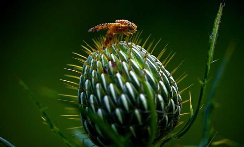 fruit fly, fly, thistle, pest, insect, plant, fauna, summer, garden, nature, closeup, macro