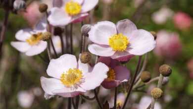 flowers, anemone, beautiful nature