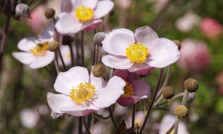 flowers, anemone, beautiful nature