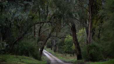 road, forest, countryside