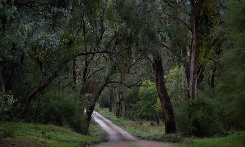 road, forest, countryside