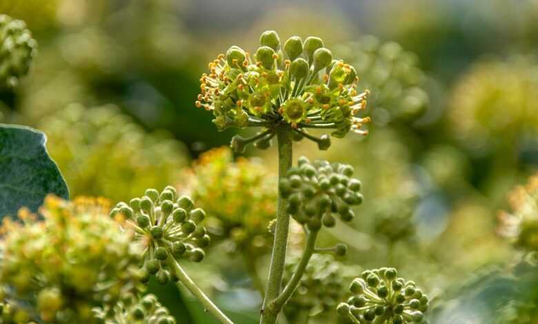 ivy, plant, nature