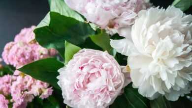 flowers, peonies, bouquet