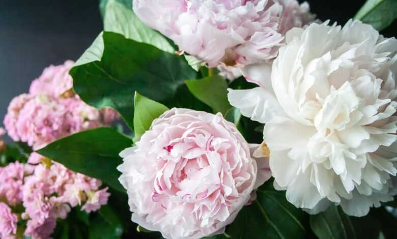 flowers, peonies, bouquet