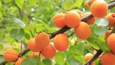 apricots, apricot tree, fruit