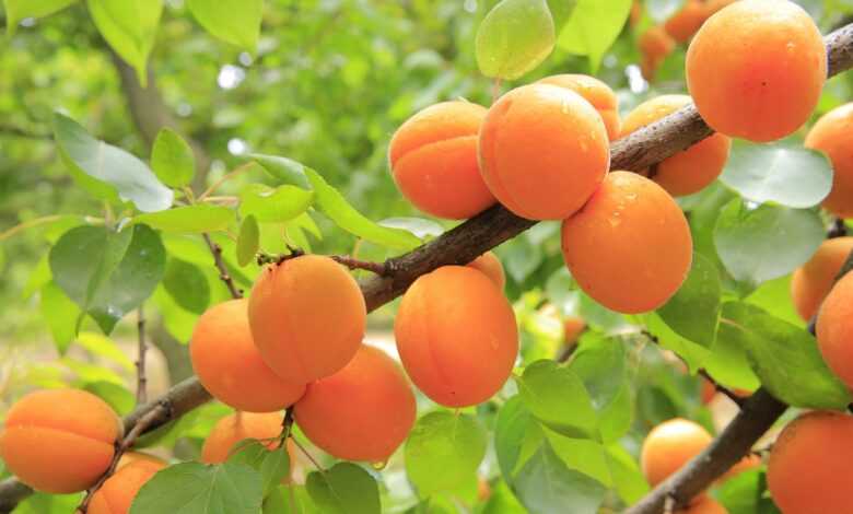 apricots, apricot tree, fruit