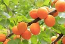 apricots, apricot tree, fruit