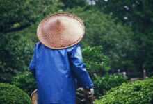 yard, nature, park, gardener, gardening, hat, asia, nature, gardening, gardening, gardening, gardening, gardening, hat, asia, asia