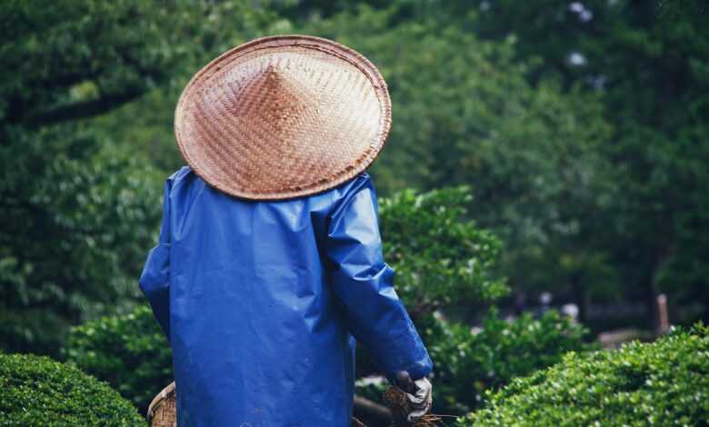 yard, nature, park, gardener, gardening, hat, asia, nature, gardening, gardening, gardening, gardening, gardening, hat, asia, asia
