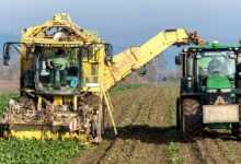 turnip, vegetables, harvest, agriculture, nourishment, naturally, machine, fields, tuber, nature, floor, farmer, sugar beet, arable land, technology, vehicle, harvest time, fall, harvest, harvest, harvest, harvest, harvest