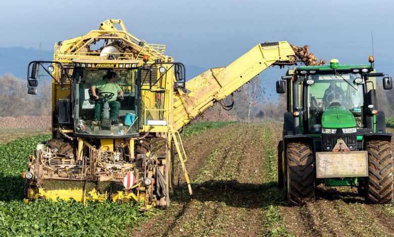 turnip, vegetables, harvest, agriculture, nourishment, naturally, machine, fields, tuber, nature, floor, farmer, sugar beet, arable land, technology, vehicle, harvest time, fall, harvest, harvest, harvest, harvest, harvest