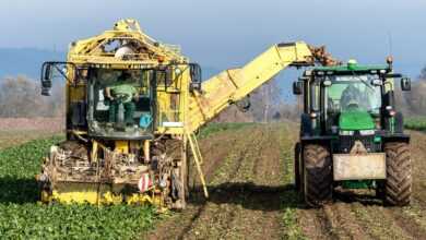 turnip, vegetables, harvest