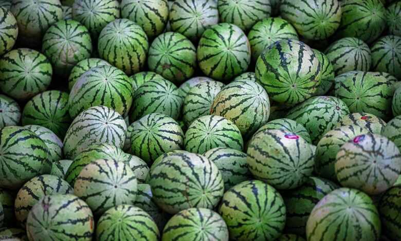 watermelon, melon, pattern