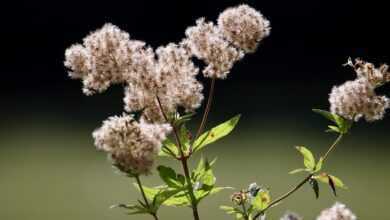 water fume, water hemp, eupatorium