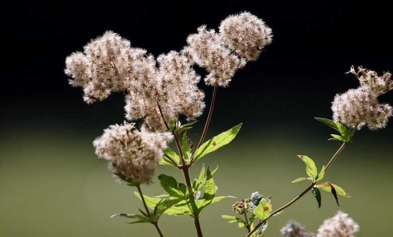 water fume, water hemp, eupatorium