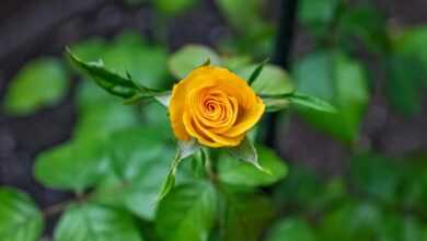 rose, yellow rose, flower background, yellow flower, flower, rose flower, beautiful flowers, garden, nature, plant, bud, flower wallpaper, close up