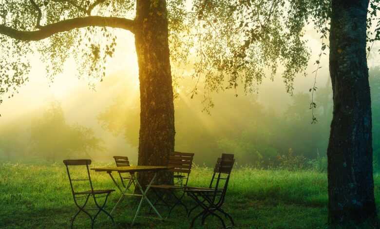 sunrise, morning, chairs, table, trees, foggy, misty, backlight, nature, happy, quiet, optimism, positive, beginning, green, leaves, garden, garden, garden, garden, garden, garden