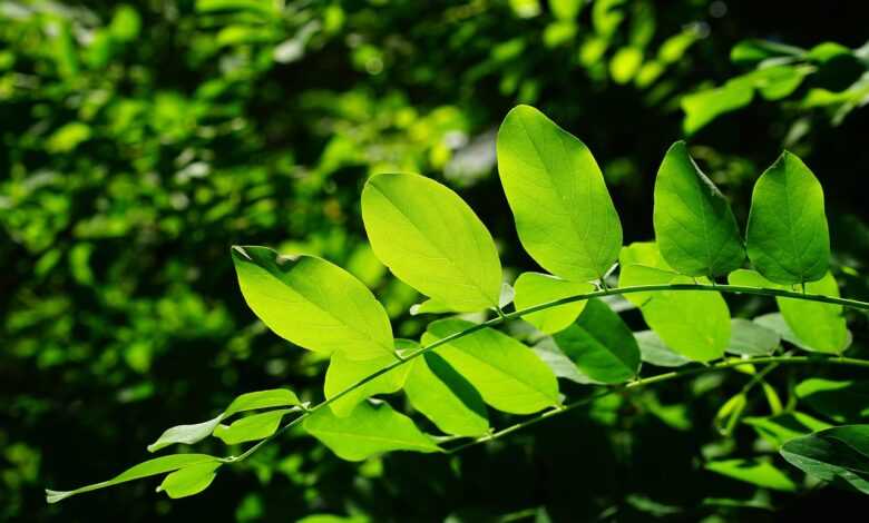 leaves, green, ordinary robinia, tree, shades of green, details, leaf veins, filigree, leaf structures, to shine through, shining, light green, dark green, robinia pseudoacacia, robinia, false acacia, shamrock, ornamental plant, early summer pasture plant, branch, leaf green, chlorophyll, general schotendorn, summer green deciduous tree, summer green, deciduous tree, translucent, bright green, bright, park tree, backlighting, butterflies, fabaceae, leaf, legumes, nature, summer tree, summer, ornamental tree, green, dark green, dark green, dark green, chlorophyll, chlorophyll, chlorophyll, chlorophyll, chlorophyll, leaf, leaf, legumes, legumes, summer