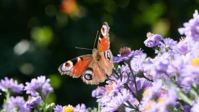 butterfly, purple flowers, pollination, beautiful flowers, garden, nature, flower wallpaper, flowers, flower background, insect