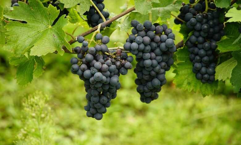 grapes, blue grapes, vineyard