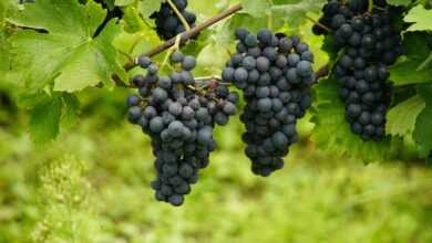 grapes, blue grapes, vineyard