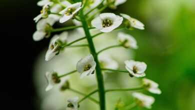 flower, flower background, plant