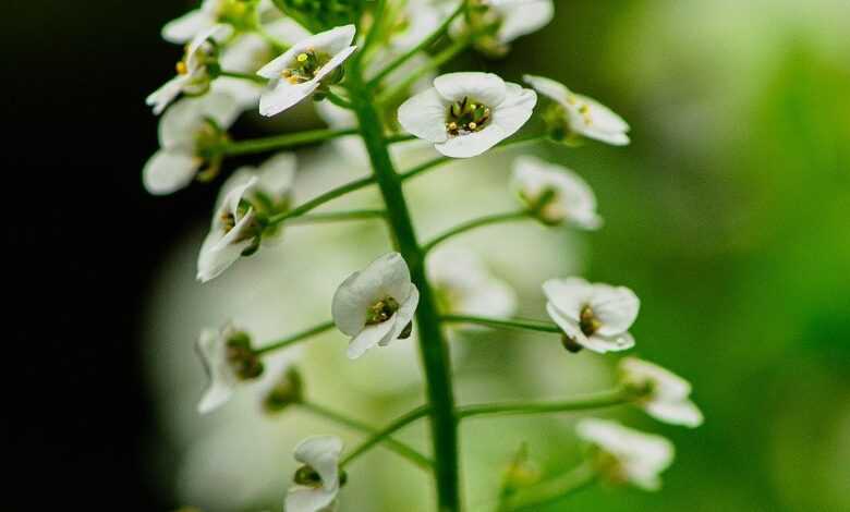 flower, flower background, plant