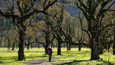 hike, sycamore, woman