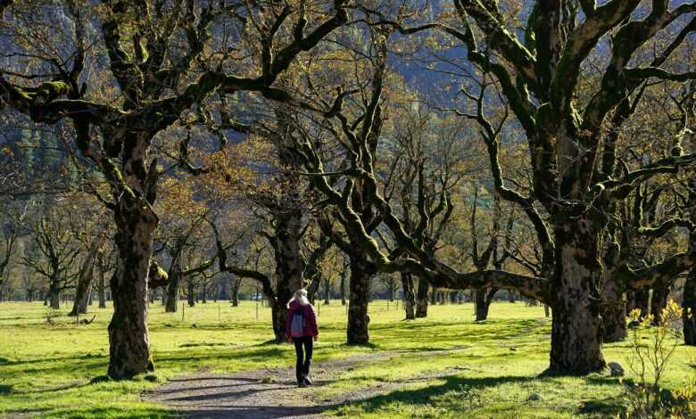 hike, sycamore, woman