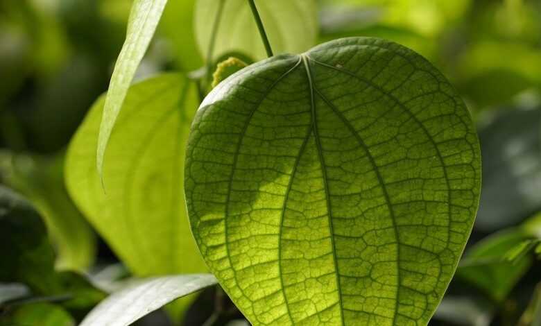 black peppercorn, pepper plant, plant