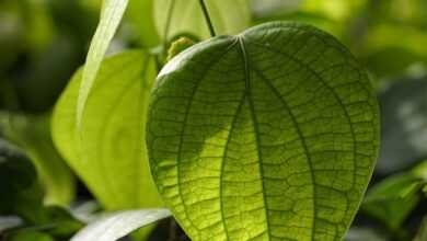 black peppercorn, pepper plant, plant