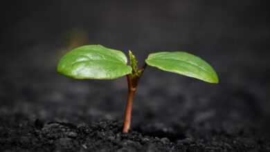 plant, nature, growth, botany, leaves, soil, earth, mother nature, nature, growth, growth, growth, soil, soil, soil, soil, soil, earth, earth, earth, earth