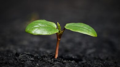 plant, nature, growth, botany, leaves, soil, earth, mother nature, nature, growth, growth, growth, soil, soil, soil, soil, soil, earth, earth, earth, earth