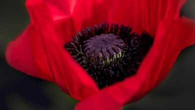 poppy, red poppy, flower, blossom, bloom, red, flower background, nature, poppy flower, macro, mohngewaechs, red flower, plant, beautiful flowers, flower wallpaper, close up, single flower