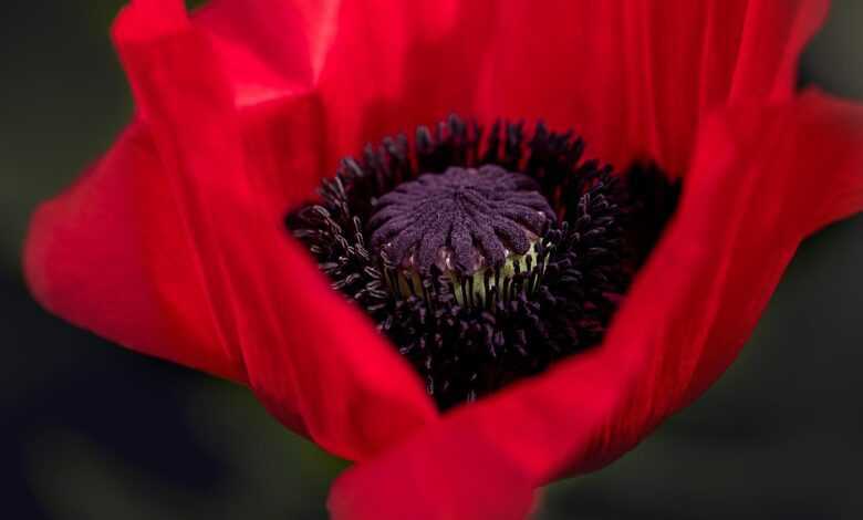 poppy, red poppy, flower, blossom, bloom, red, flower background, nature, poppy flower, macro, mohngewaechs, red flower, plant, beautiful flowers, flower wallpaper, close up, single flower