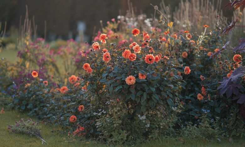 dahlias, flower, plant